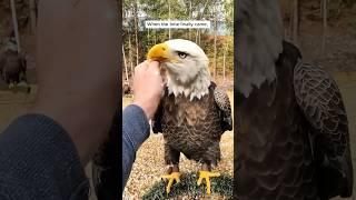 This guy rescued the bald eagle from drowning #shorts #animals