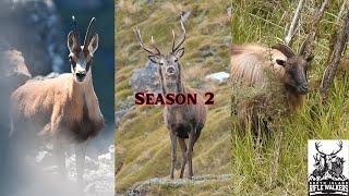 11 Huge Backcountry Hunts in New Zealand's Wilderness | South Island Rifle Walkers Season 2