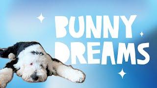 Bunny Dreams | What About Bunny