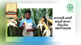 KMH8322 #corn #bestseeds #maizecultivation #8322 #trending #trendingshorts #trendingstatus