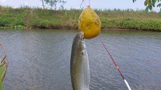 INI SOLUSINYA KALAU IKAN BELANAK SUSAH DI PANCING