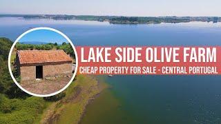 LAKE SIDE OLIVE FARM FOR SALE 5HA  - CHEAP TOURISM RENTAL PROPERTY INVESTMENT CENTRAL PORTUGAL