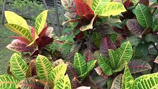 變葉木 雞屎藤  北一女校園植物