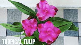 Siam Tulip Care and Propagation | Curcuma Alismatifolia
