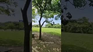 Una conexión con la naturaleza,  Parque Bicentenario