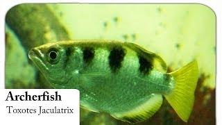 [HD] Banded Archerfish / Schützenfisch - Toxotes Jaculatrix