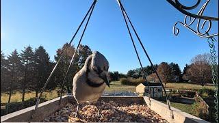 CAT TV - Birds For Cats To Watch | Relaxing Bird Sounds For Anxiety | Blue Jays & House Sparrows