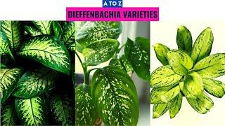 Dieffenbachia Varieties A to Z