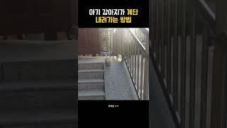 아기 강아지가 계단 내려가는 방법