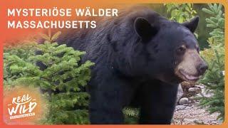 Geheimnisvolle Pfade der Schwarzbären: Ein Abenteuer | Real Wild Deutschland