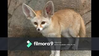 Fennec Fox Documentary