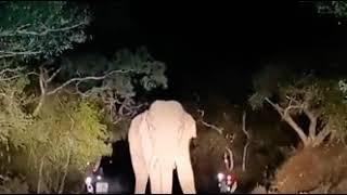 Elephant in Sathyamangalam forest Goosebumps/dhimbam Hills