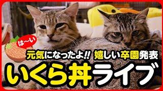 【ライブ記録】元気になったよ！は～いいくら丼ライブ