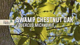 Swamp Chestnut Oak (Quercus michauxii)