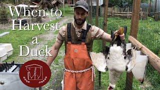 When to Harvest a Duck