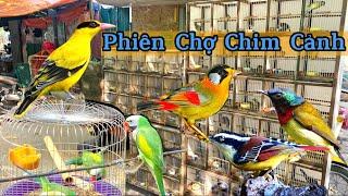 Tham Quan Phiên Chợ Chim Cảnh (Chợ Bưởi - Dốc Tam Đa) - Nhiều loài chim đẹp và đa dạng nhất Hà Nội