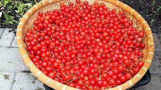 Homemade cherry jam, I teach you a good way to quickly remove the cherry kernel