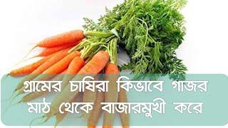 Methods of carrot cultivation || How To Grow Carrots || World Of Bidhan ||