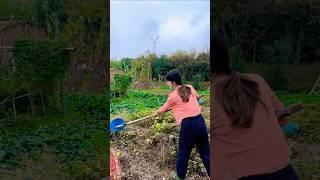 Kind girl saves withered vegetable garden#农事 #农村 #干活 #拯救 #菜园#liziqi