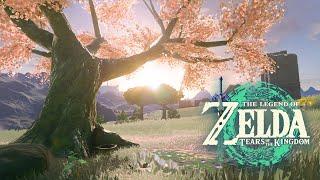  Hyrule Field Cherry Blossom Tree｜Tears of the Kingdom｜ZELDA Ambience｜Relaxing Zelda BGM