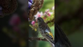 Blackhtroat Canary Singing E4 #birdsinging #Canary #finch