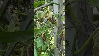 Squash Vine Borer Totaled Squash Plants