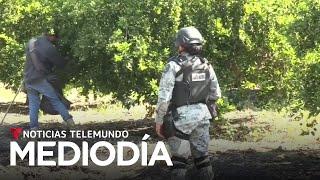 Protegerán a productores de limón de Michoacán de criminales como 'Los Viagras' | Noticias Telemundo