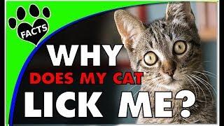 Why Does My Cat Lick Me? Discover the Surprising Reasons! - Cats 101