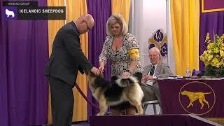 Icelandic Sheepdogs | Breed Judging 2020