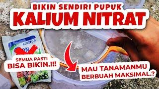 MAU TANAMANMU BERBUAH MAKSIMAL.? RAHASIA MEMBUAT PUPUK KALIUM NITRAT (KNO3) FASE GENERATIF