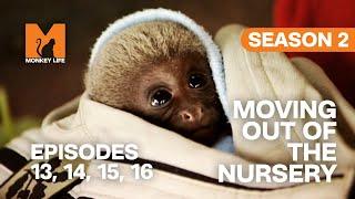 Growing Up in Monkey Life | S02 E13, 14, 15 & 16 | Full Episodes