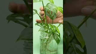 Best Types of Monstera to Grow in Water #monstera