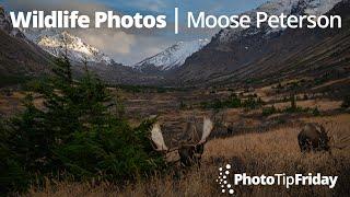 Wildlife Photos with Moose Peterson | Photo Tip Friday