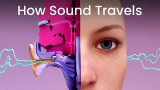 How Sound Travels to Your Brain