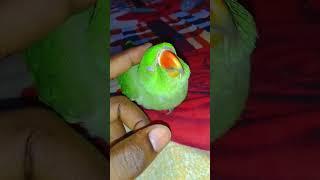 mithu #parrot #talkingparot #talkingparrot #birds #cute #greenparrot #funnyanimal