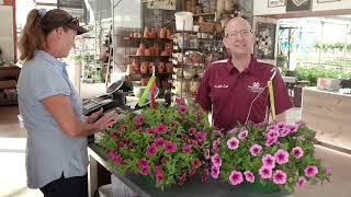 Colorful Petunias, April 2024