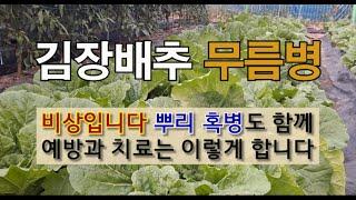 김장 배추 무름병 비상입니다