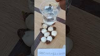 Hoseki Safed Bhilawa biba White Bhilawa Seed7820953572