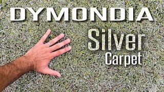 Dymondia (Silver Carpet) makes an amazing Lawn Alternative Ground Cover! No mow, low water!