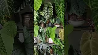 Low Maintenance  Indoor Plants in India | Kanishka Hi-Tech Nursery | Greater Noida