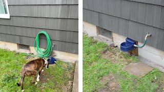 Automatic Dog Water Dish