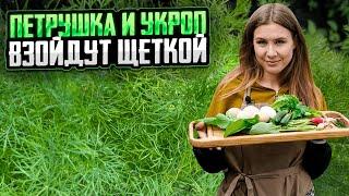 ПЕТРУШКА И УКРОП ВЗОЙДУТ ЩЁТКОЙ | Как вырастить зелень в квартире