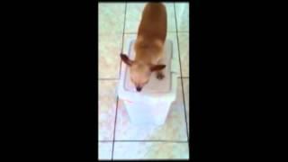 Chihuahua Dog On a Garbage Can