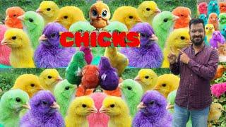 Pretty MURGI 50  CHICKS Chirping Sound | Color Chickens |mer pet house |