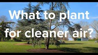 What to plant for cleaner air?