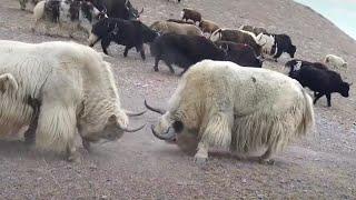 TWO PURE WHITE YAKS ARE FIGHTING. Amazing 