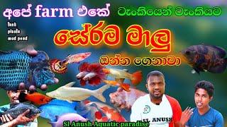 All the fish on our farm | අපේ සේරම මාලු |fish farm in sri lanka|sl anush