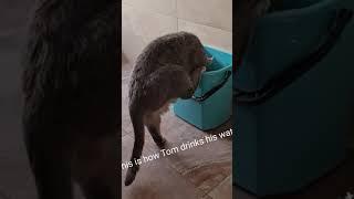 Cat drinking from the bucket