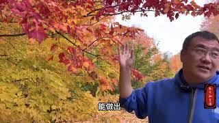 10月赏枫视频系列：加拿大最美季节的居民社区（二）