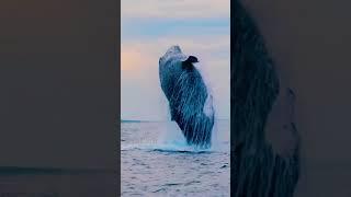 Witness the Majestic Dance of Whale  #shorts #viral #trending #whale